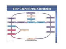 Anatomy Of Female Reproductive Organs