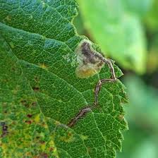 Image result for Stigmella ulmariae