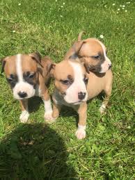 I enjoyed going to work everyday, and the work environment there was great. Chiots American Staff Amstaff Staff Lof Uncompagnon Fr