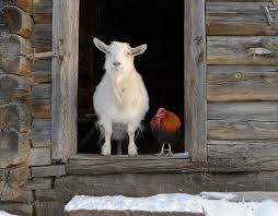 Goats And Chickens Well This Is A Rooster Lol Make Me Insanely Happy Animals Beautiful Goats Cute Animals