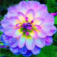 The straight lines and branching patterns perfectly emulate a faceted gem! Amazon Com Rare 50 Pcs Mixed Dahlia Seeds Beautiful Perennial Flowers Plants Garden Outdoor
