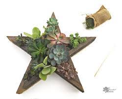 This simple planter box will turn heads for years to come. 4th Of July Diy Star Shaped Planter W Succulents The Succulent Eclectic