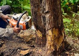 Pin By Out On A Limb Tree Service On Tree Stump Removal Service In Fairfax Virginia Tree Removal Tree Removal Service Tree Service