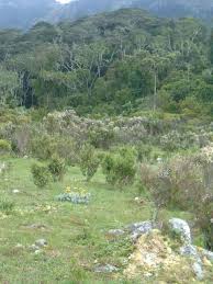 Image result for Xyris fugaciflora