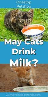 May Cats Drink Milk A Quick Overview Onestop Petshop Com Cat Drinking Drink Milk Cats