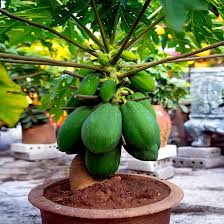 Image result for Carica papaya