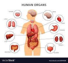 The diaphragm forms the upper surface of the abdomen. Lower Back Internal Organs A Torso Seen From The Back Dissected To Reveal Internal