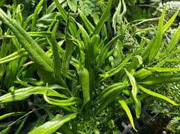 Image result for Coniogramme