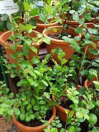 Tak hanya itu, daun ini juga mengandung senyawa yang bersifat antimikroba. Pokok Bidara Sidr Berduri Jujube Ziziphus Mauritiana Gardening Plants On Carousell