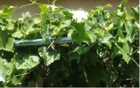 Image result for Coccinia subsessiliflora