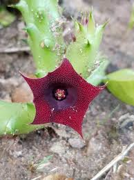 Image result for Huernia levyi
