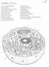 Animal And Plant Cells Worksheet Inspirational 1000 Images About Plant Animal Cells On Pinterest In 2020 Cells Worksheet Plant And Animal Cells Animal Cells Worksheet