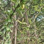 Image result for Combretum mossambicense