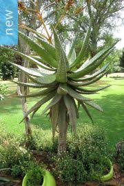 Image result for Aloe ballii