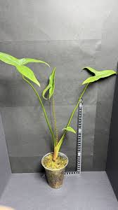 Image result for Lasimorpha