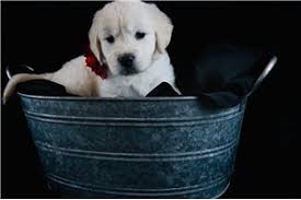 All our dogs get plenty of tlc. English Golden Retriever Puppies For Sale Pawrade Com