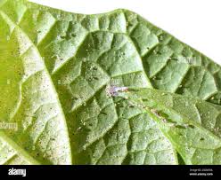 Image result for Tetranychidae grapevine