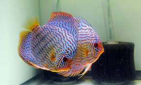 Brilliant turquoise discus (with images) | discus aquarium. Brilliant Blue Straight Line Turquoise Discus Proven Breeding Pair Discus Com