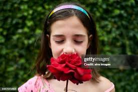 351 Kid Smell Rose Stock Photos, High-Res Pictures, and Images