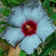 Image result for Hibiscus mutatus