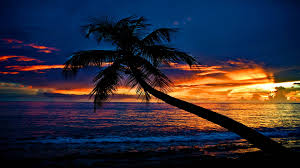 Beach sunset palm tree free palm oil vector tropical palmetto old style drawing palms. Tropical Sunset Beach Palm Tree Ocean Waves Sky Clouds Wallpapers Hd Wallpapers13 Com