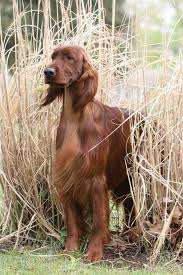 Irish Setter Such A Beauty Dog Kopek Turleri Kopek Evcil Hayvanlar