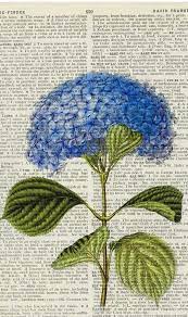 Vintage Hydrangea Printed On Page From Old Dictionary Great For Journals Or Cards Hydrangea Artwork Botanical Drawings Botanical Art