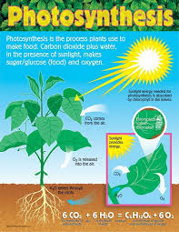 trend enterprises photosynthesis learning chart