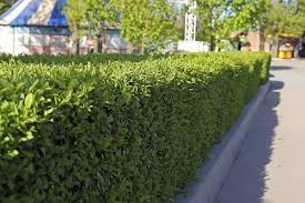 Lots of evergreen fast growing trees and shrubs to create a barrier between houses. Best Screening Plants 20 Plants To Protect Your Privacy Outdoors