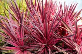 Chn Plants Cordyline Australis Pink Passion Front Yard Plants Front Yard Flowers Backyard Plants