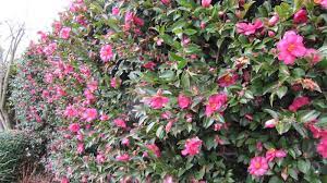 Flowers may be up to 3 inches in diameter and contain a single or double row of petals. Gardening Time To Make The Most Of Camellias Canberra Citynews