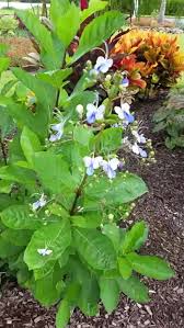 Image result for Rotheca myricoides