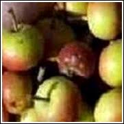 With our selection of nut and fruit drop times throughout the hunting season you decide when and where the wildlife and game feed. Wildlife Fruit Trees For Sale At The Lowest Prices At Ty Ty Nursery
