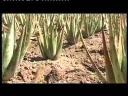Yoksa yeni mi almalıyım çicekçiden? Aloe Vera Uretimi Youtube