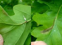 Résultat de recherche d'images pour "scolyte du figuier"