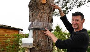 La chenille processionnaire du pin est un des plus grands insectes ravageurs en france. Il A Trouve La Solution Pour Fabriquer Ses Propres Pieges Maison Montlucon 03100