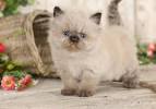 Himalayan Kittens for Sale - Felines4us