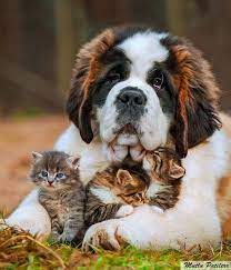 pin on animals