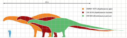 Apatosaurus was a huge harmless dinosaur, a sauropod. File Apatosaurus Scale Mmartyniuk Wiki Png Wikimedia Commons