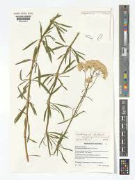 Image result for Centemopsis