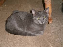 Did you scroll all this way to get facts about christmas kitten? Free Kittens To Good Home Posts Facebook