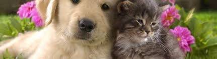 View ratings and reviews for property managers and property management companies in elkton, md. North East Animal Hospital Elkton Md Alignable