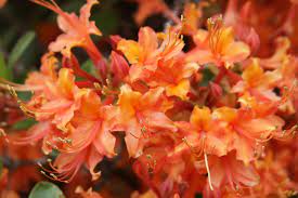 Native Azaleas Uga Cooperative Extension