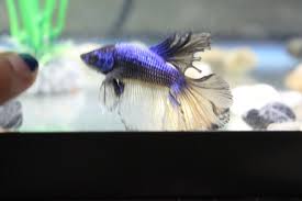 So should you avoid this fish because of it's. Paradise Betta What Is My Betta Actually Betta Fish Forum 298089