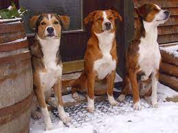 Er schütz sein zuhause gewissenshaft vor eindringlingen und. Osterreichischer Pinscher Austrian Pinscher Hunde Entlebucher Sennenhund Dobermann