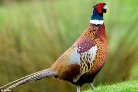 Jual Ringneck Pheasant Merah Bursa Ayam Hias Indonesia