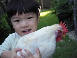 Re-homing a non-aggressive rooster with manners training needed