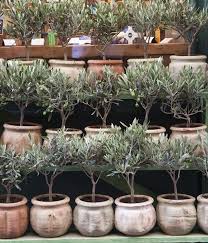Pin By Kitty Simmons On Decor Olive Trees For Sale Topiary Trees Olive Tree