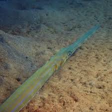 Image result for Phragmanthera cornetii