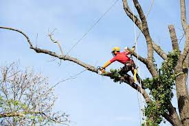 Tips For Hiring The Best Tree Removal Experts In 2021 Arborist Tree Service Tree Removal